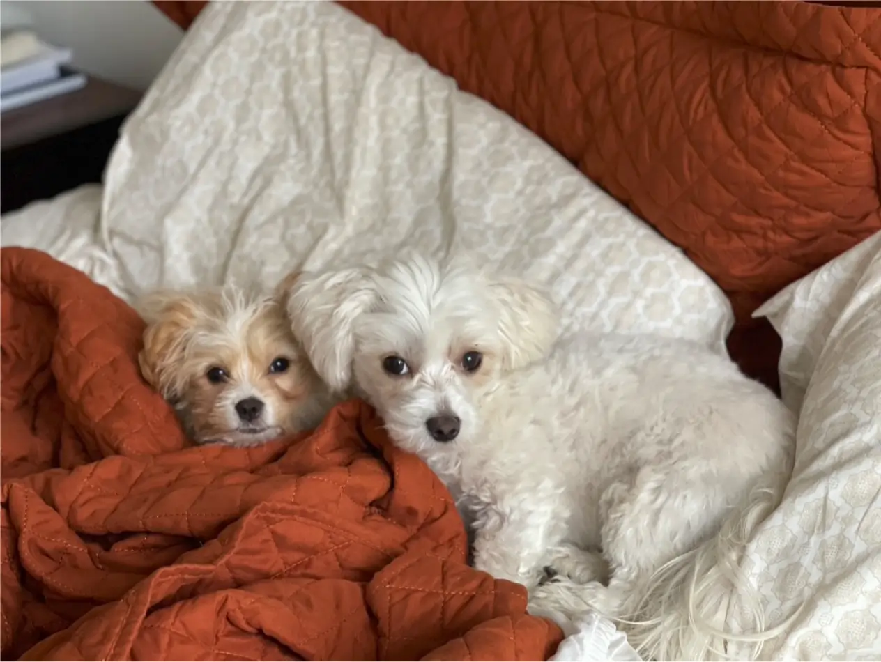 Koia the Morkie and Taffy the Brussels laying in bed looking cute